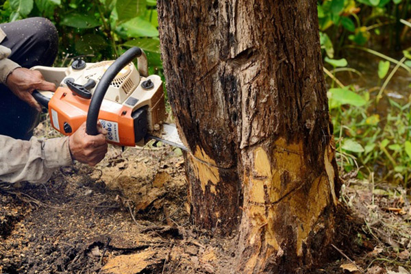 Reliable Tree Service Tree Service