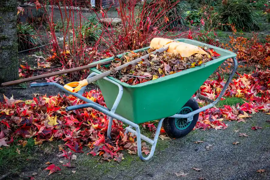 How Yard Cleanup Helps Prevent Pest Problems Milton, FL How Yard Cleanup Helps Prevent Pest Problems Milton, FL